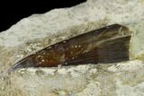 Fossil Fish (Xiphactinus) Tooth in Situ - Kansas #136664-2